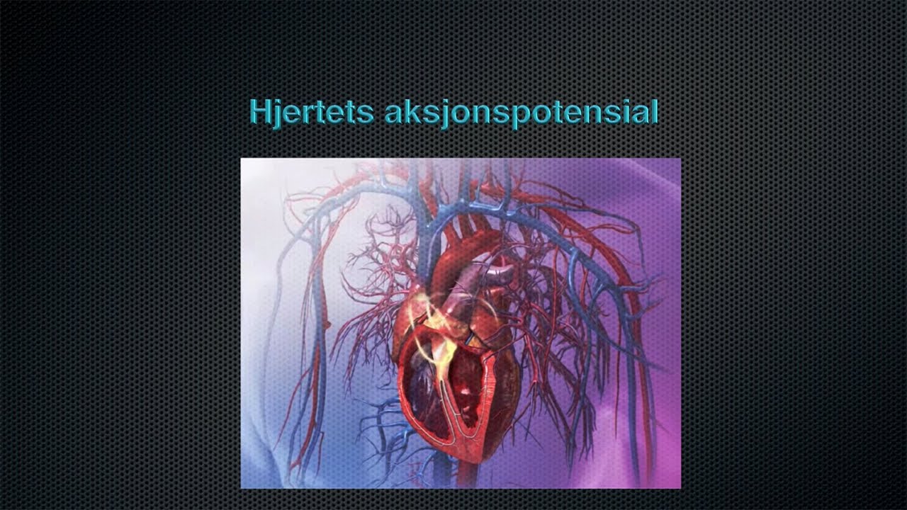 Sirkulasjonssystemet: Hjertets aksjonspotensial