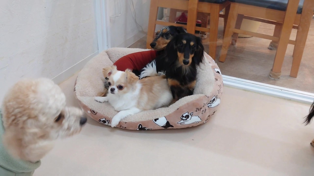 ベッドを占拠しすぎ　🐶ひみつきちなう！①🐶  2026年3月17日