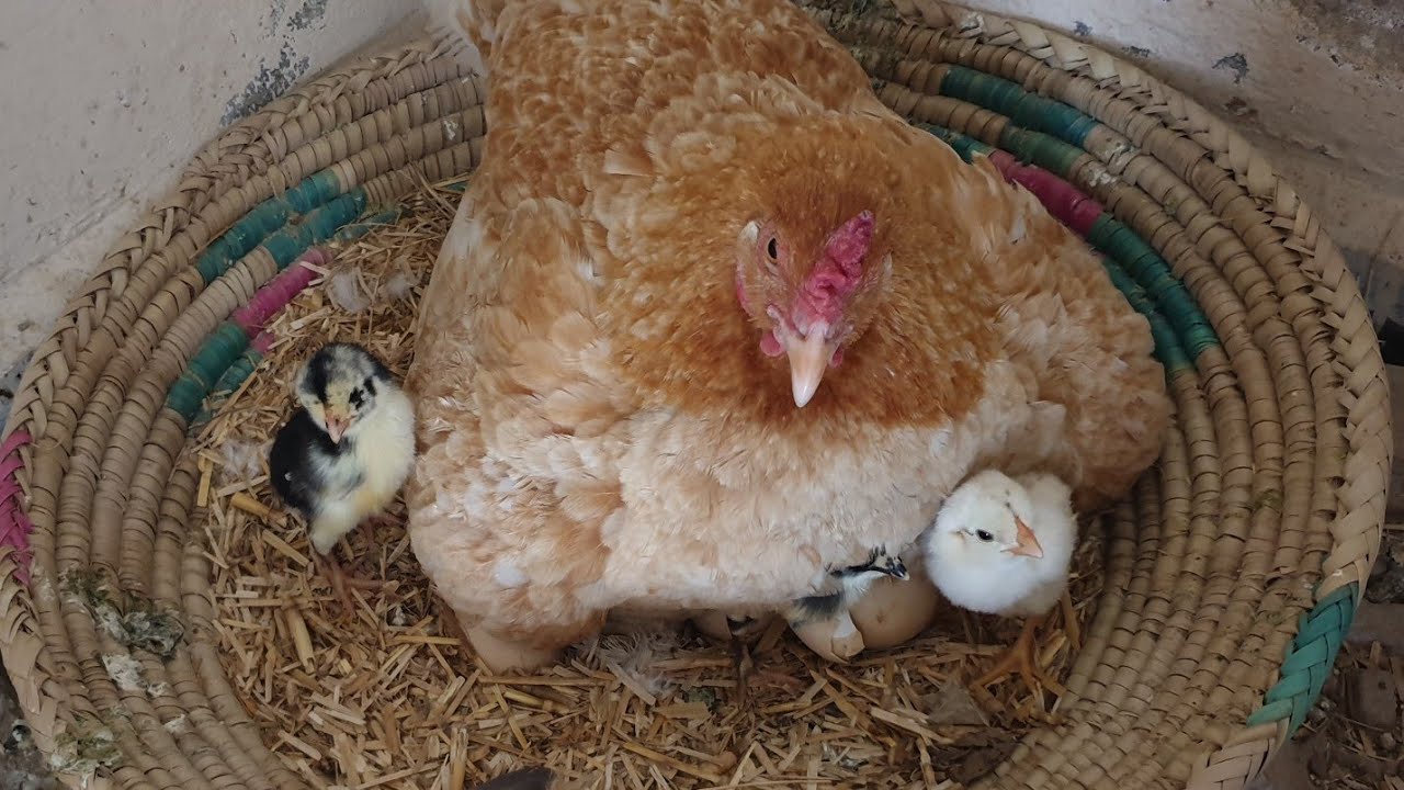 Aseel Chicks hatched by mama hen