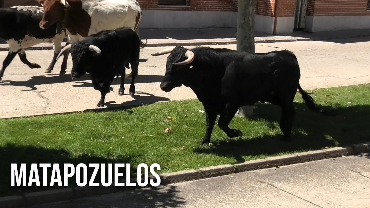 Matapozuelos 2024 Encierro con Toros Bravos