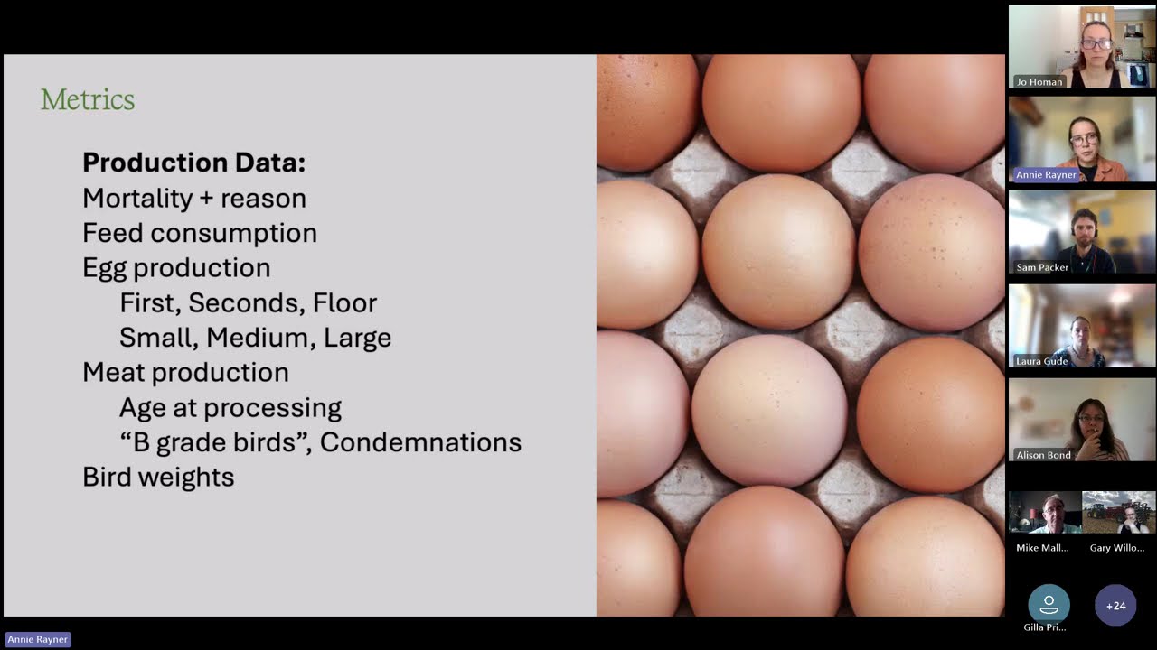 Dual Purpose Poultry Innovative Farmers webinar: July 2025