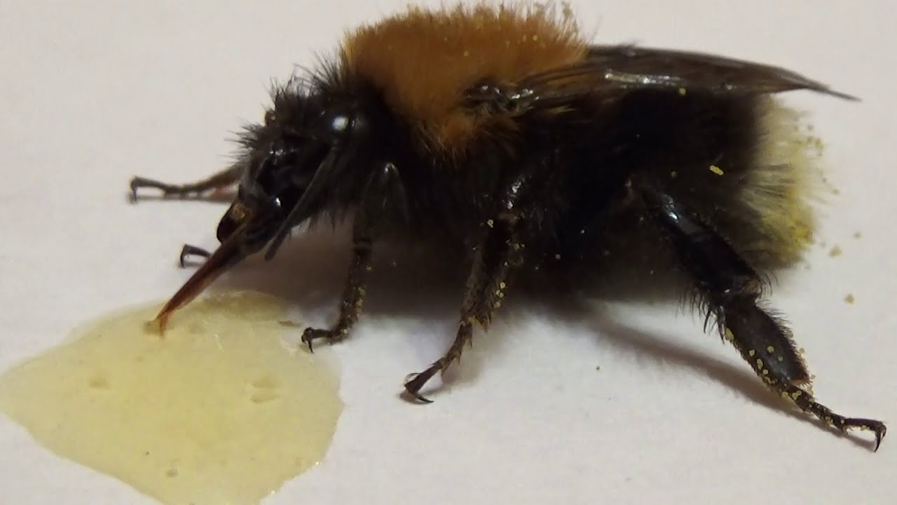 Home Pet: Does Shaggy Bumblebee Enjoy Honey? Fluffy, Shaggy, Kind, Hungry Tree Bumblebee. Kyiv.