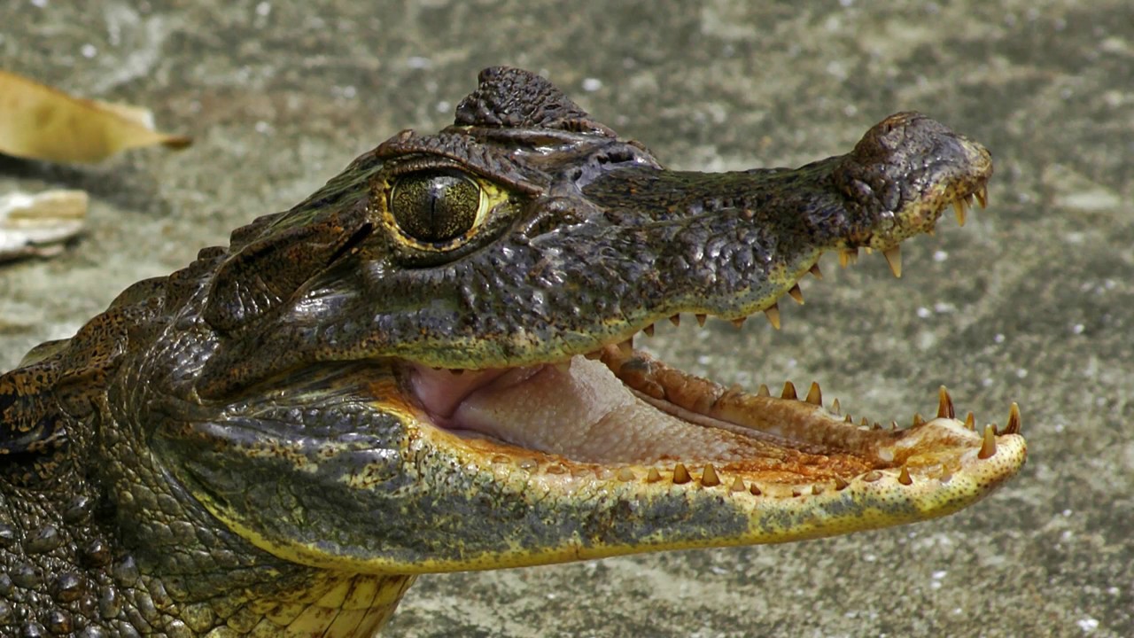 Caiman pululo o talul&iacute;n / Caiman cocodrilus