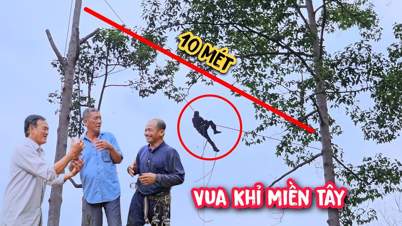 Vua Khỉ treo mình giữa 2 cây với khoảng cách 10 mét.