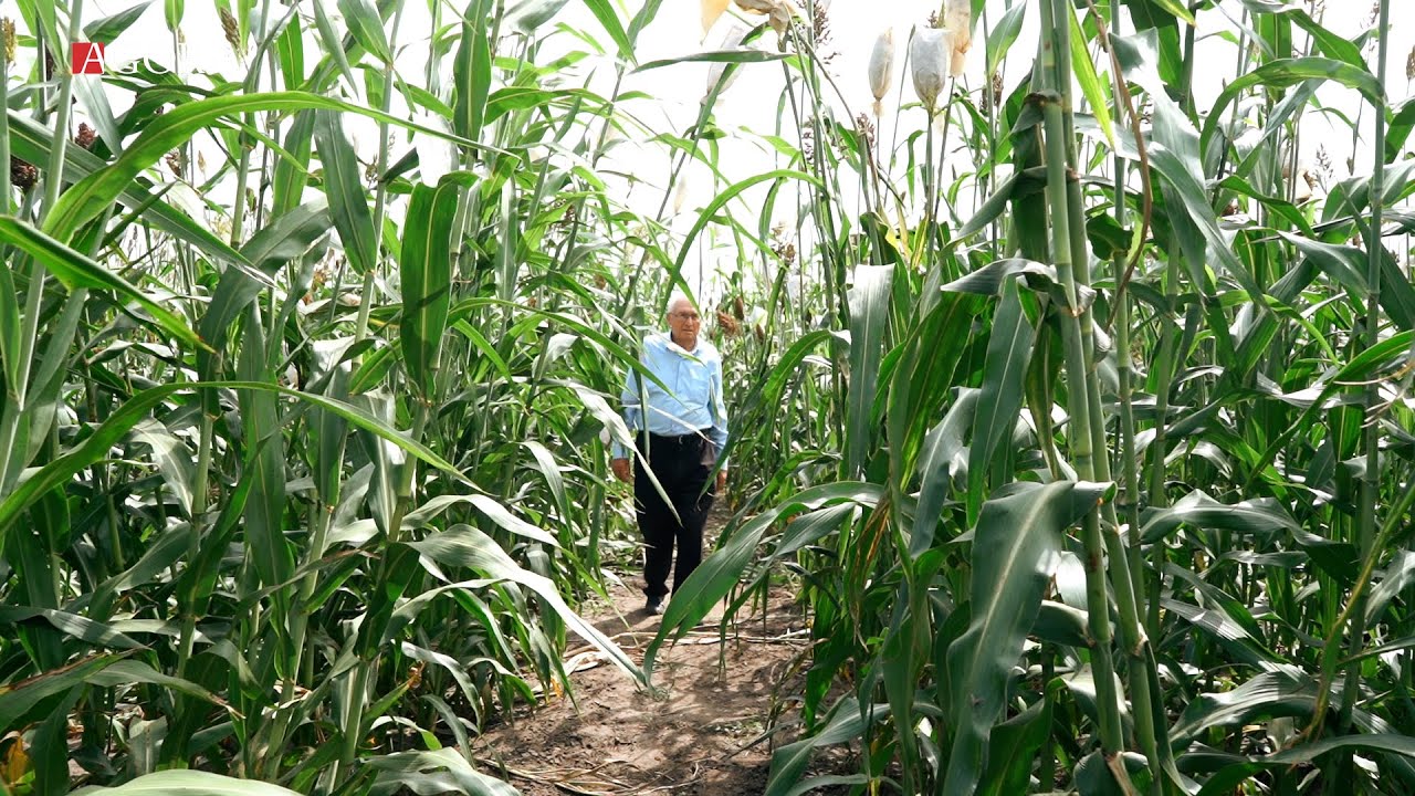 Sorgul de zahăr - o soluție energetică: Planta este o bună sursă de biogaz și sirop alimentar