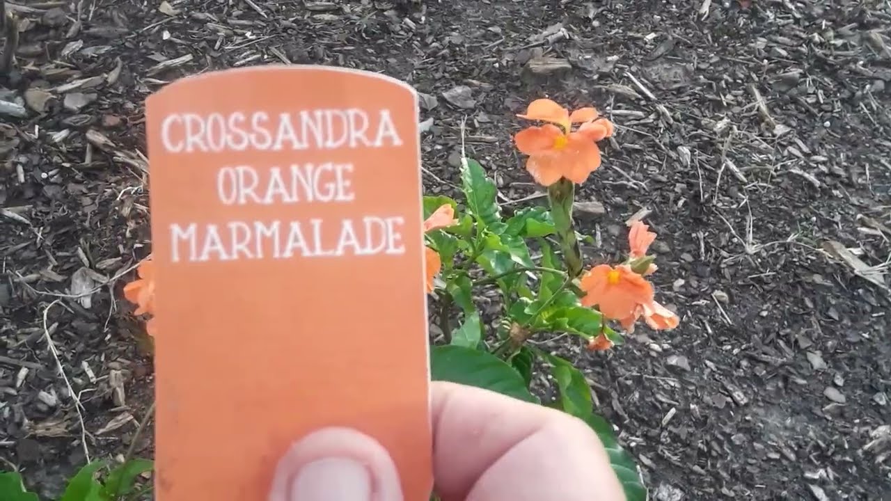 Planting Clearance Plants