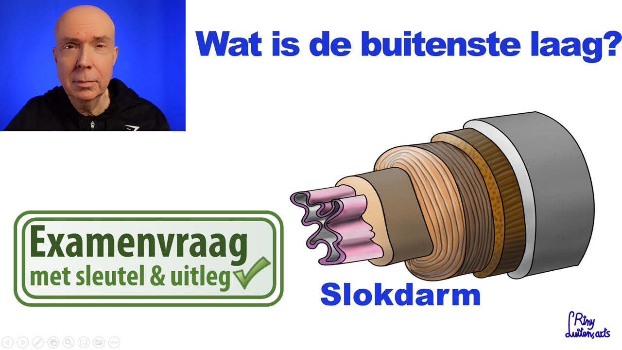 Wat is de buitenste laag van de slokdarm?