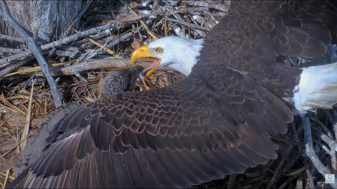Captiva Eagle Cam - Quinn (CE14) swallows a big fish tail and pulls Clive's tongue 😮