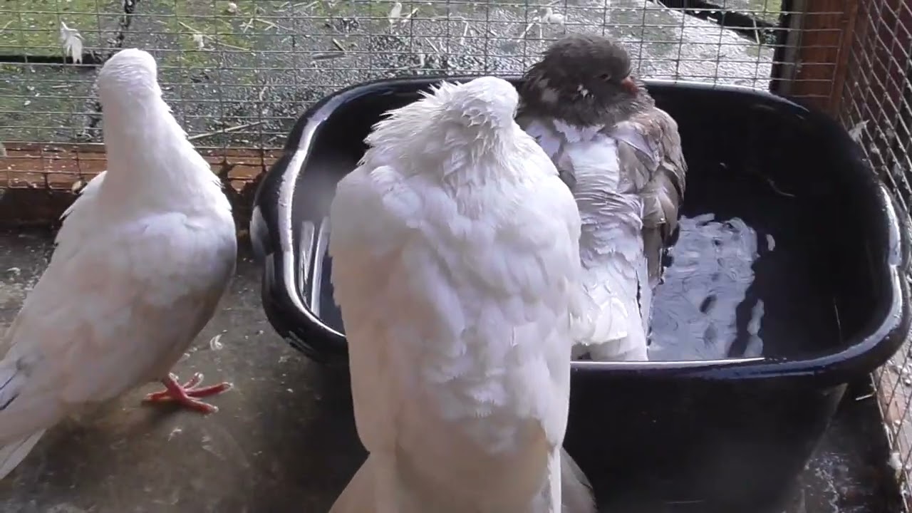 One week old fantail/ curve tail doves.