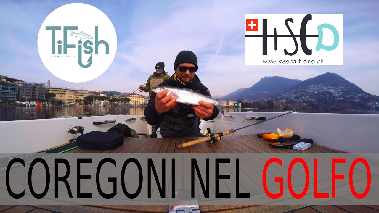 COREGONI NEL GOLFO - LUGANO 08.02.2020
