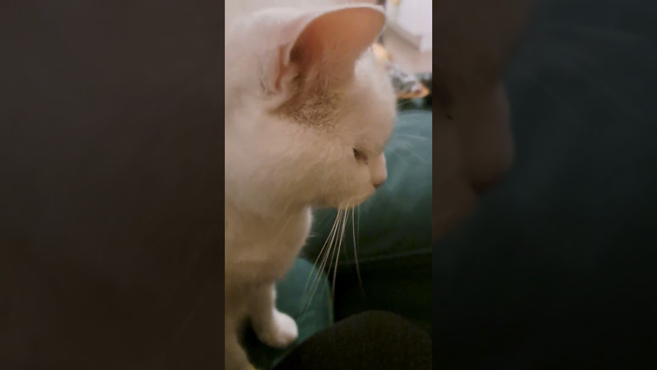 Chatty