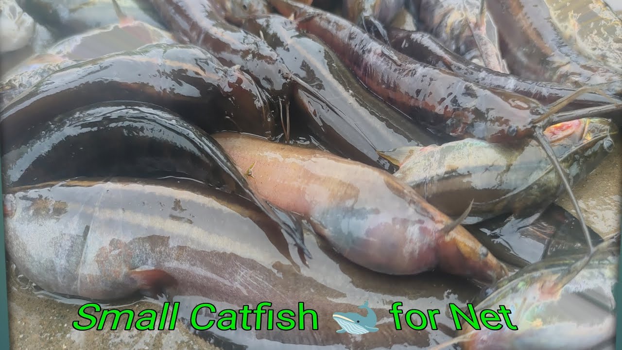 Small Catfish 🐋 For Net Fishing 