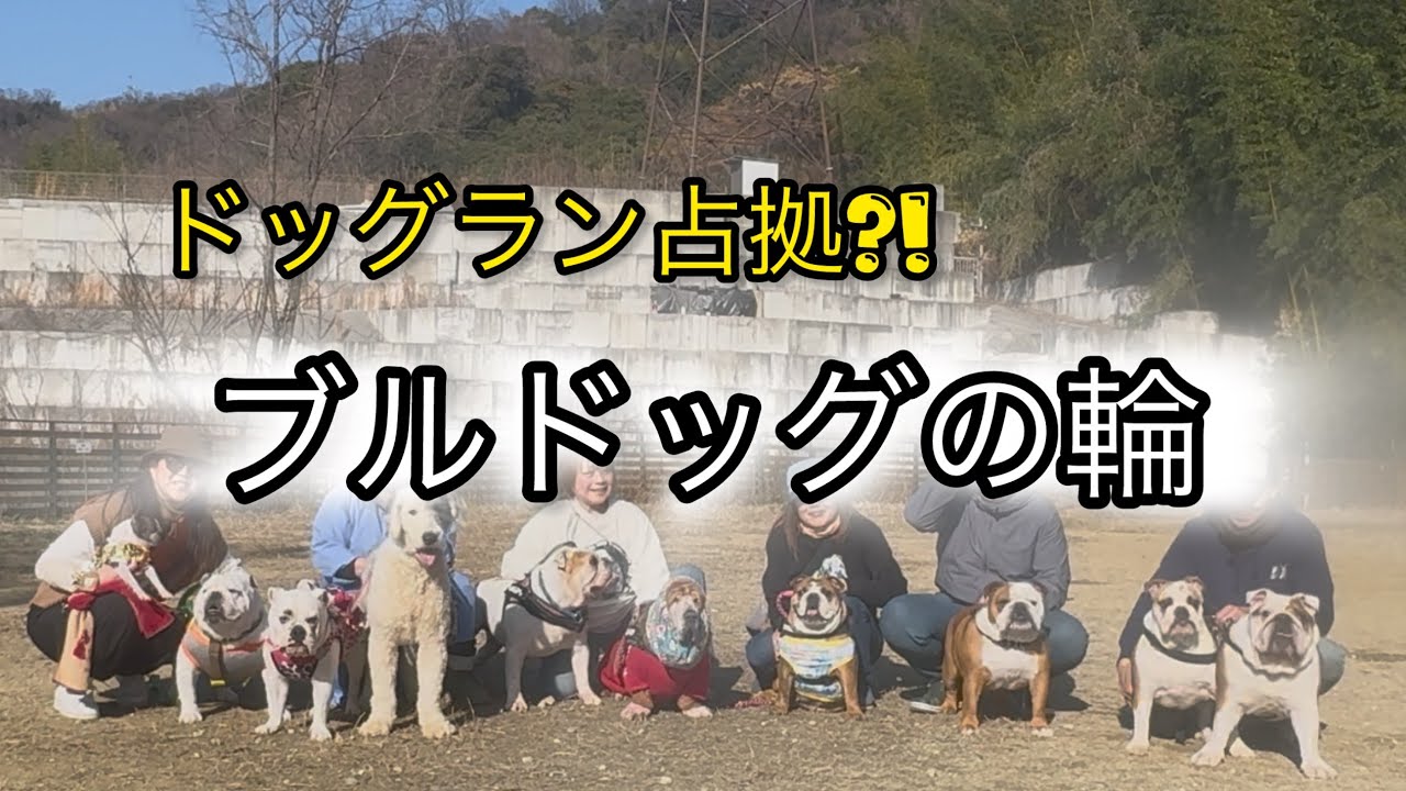 ブルドッグ大集合！ドッグランなのに寝る犬がいます…😂【稲荷山ペットパーク】