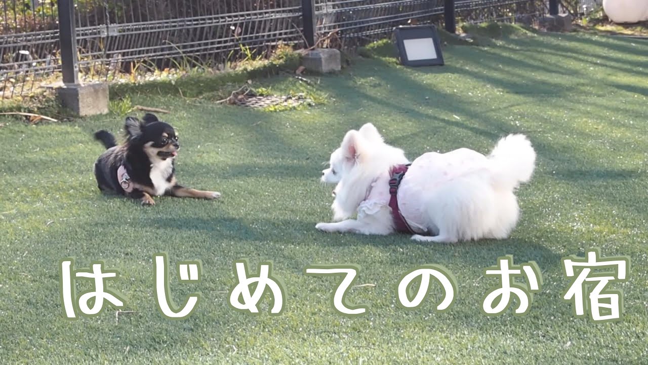 はじめてのお泊まり旅行で見せた反応🐶｜犬と泊まれる宿