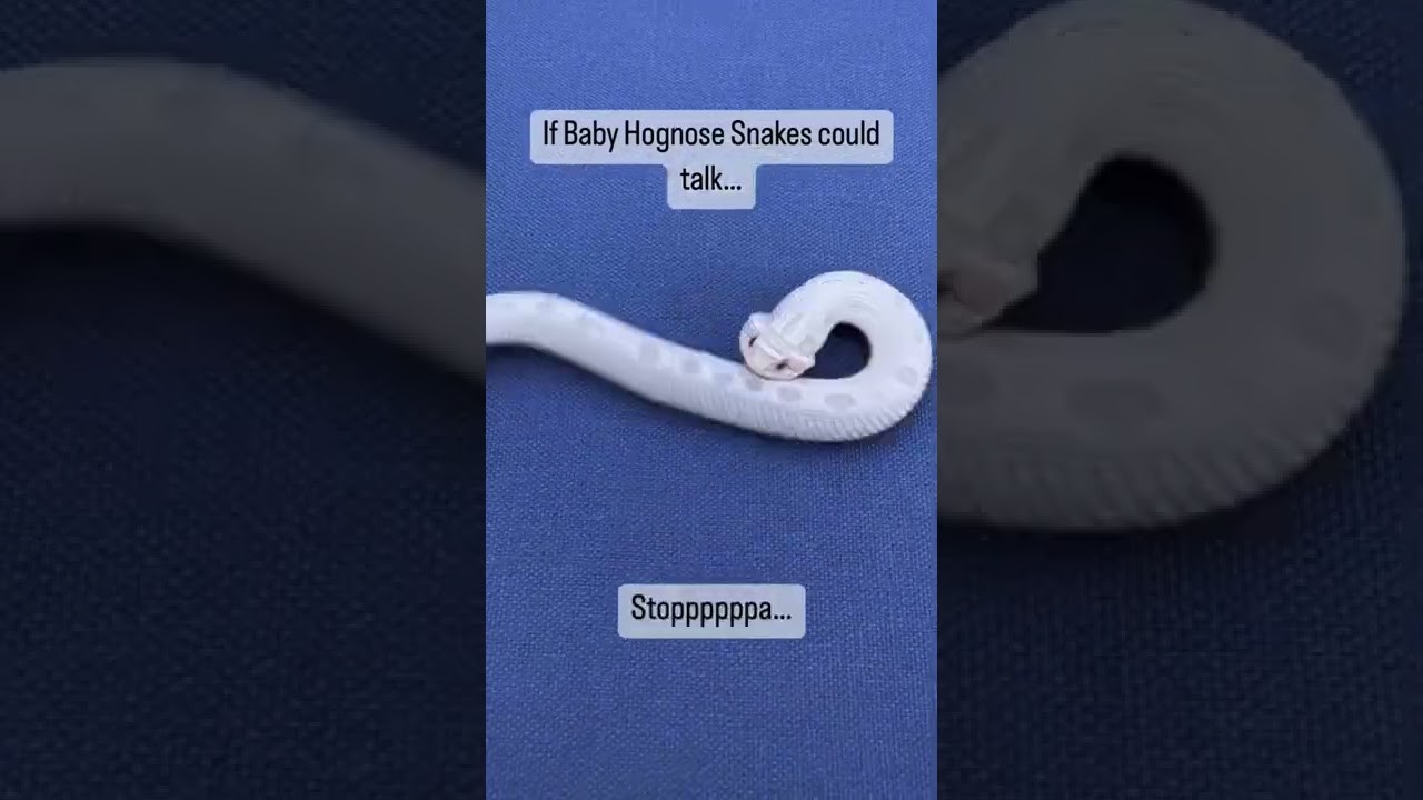 Baby Hognose are cute 🥰 #shorts #hognose #snakes #cute #funny #reptiles #shorts #babyanimals