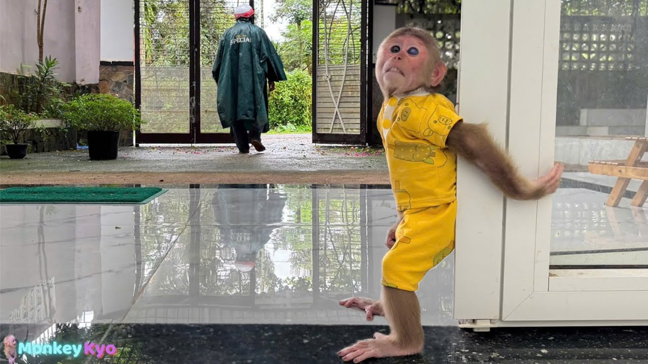 Monkey Kyo woke up, Dad was gone… Then she did THIS!