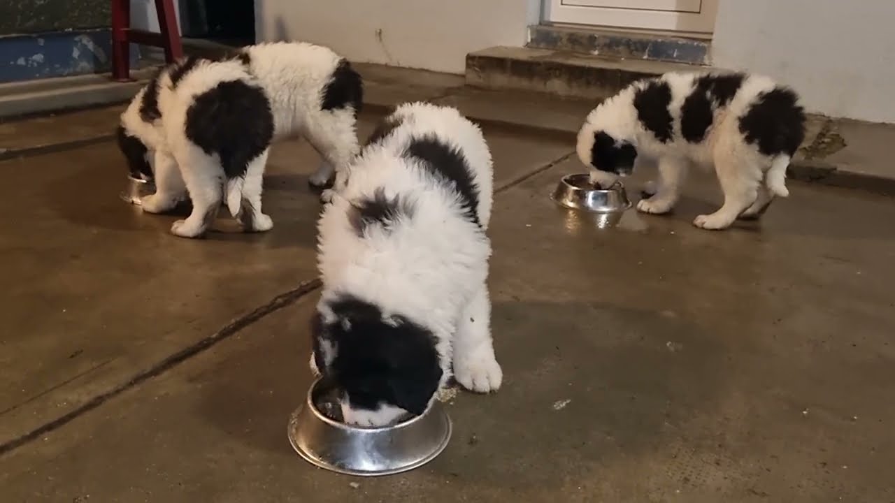 Cuibul G  la masă de seară. Vârsta: 7 săptămâni. Ciobănesc românesc de Bucovina 🐕🇷🇴
