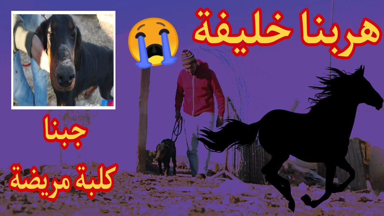 هرب لينا خليفة 🐎😢 جبنا كليبة مريضة ....والعودة قريبة تولد