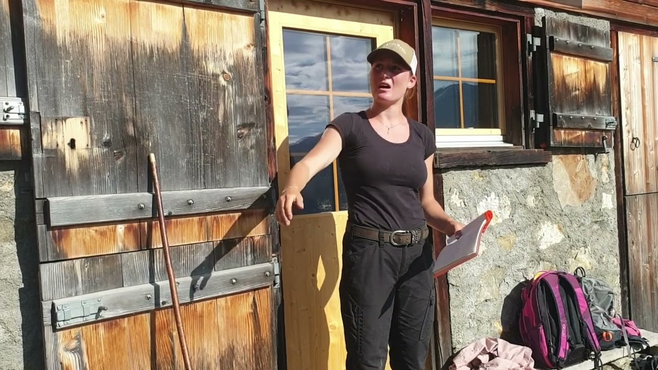 Alpleben mit Wolfsrudel vor der Hütte und in der Rinderherde