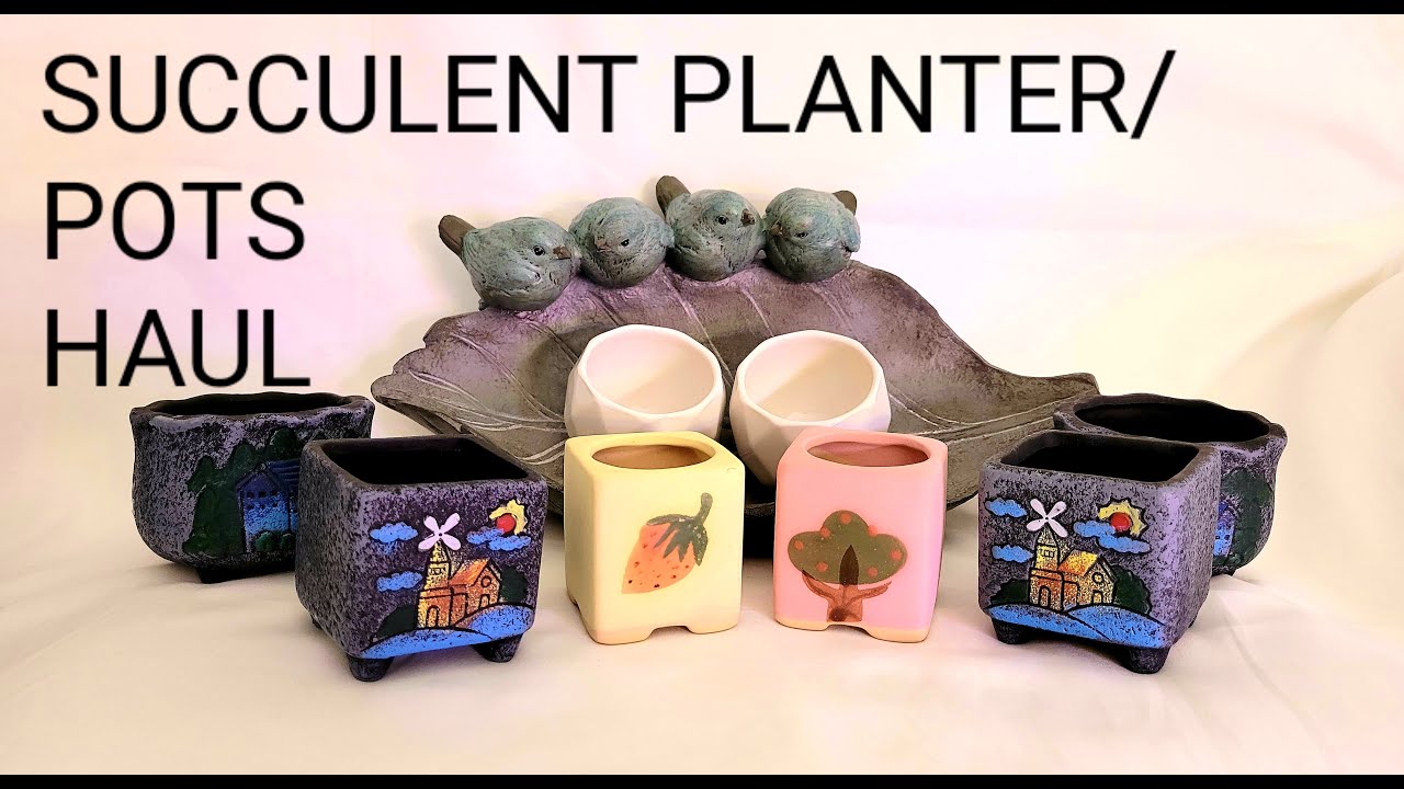 #68 SUCCULENT PLANTERS/POTS HAUL