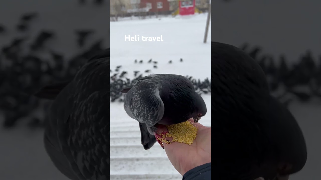 Nice dove 🕊️ be kind / будьте добрее