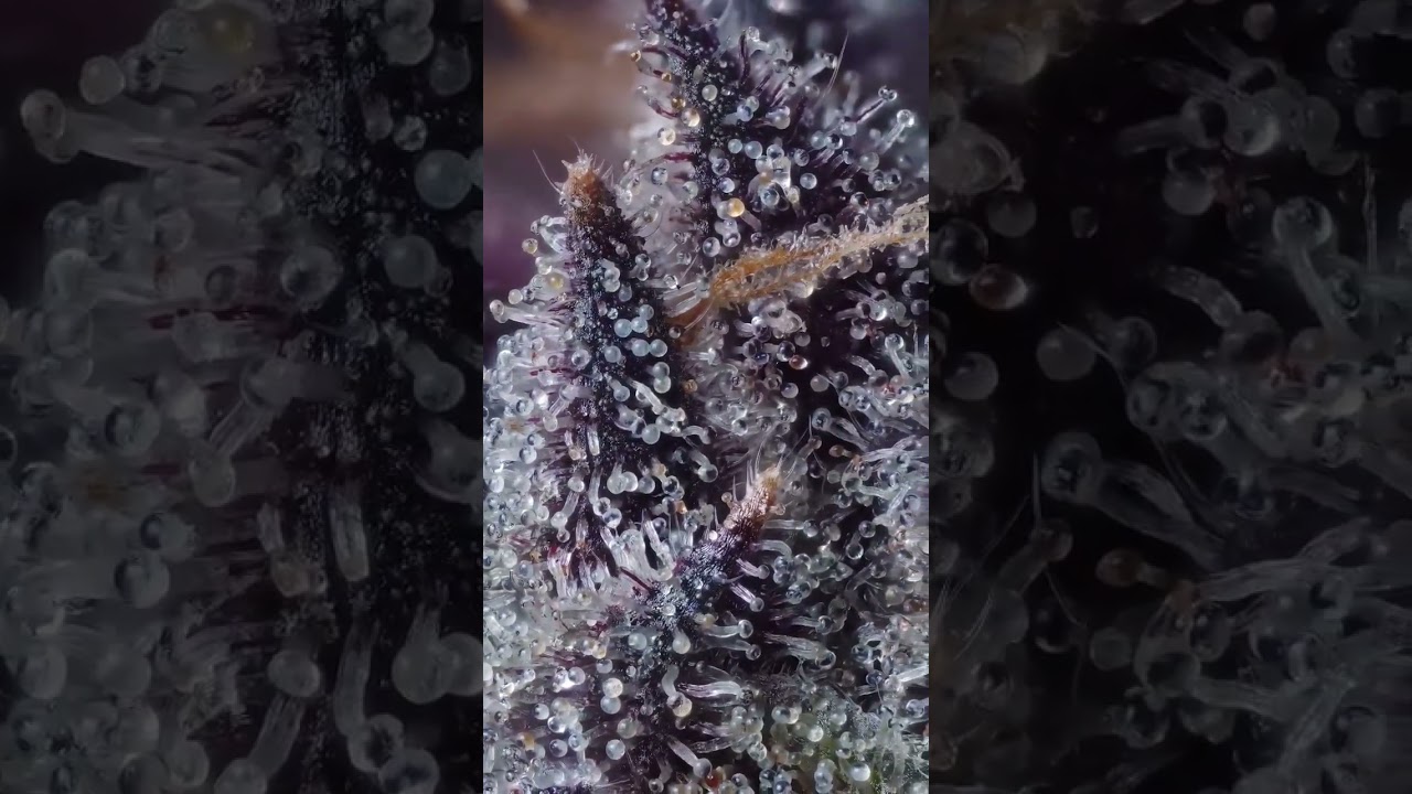 Purple Cannabis Sativa Under A Microscope!