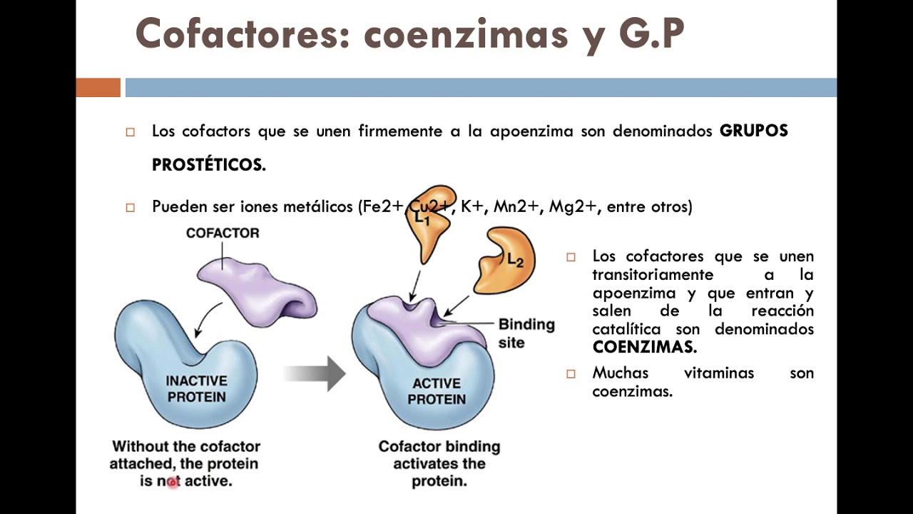 CLASE VIRTUAL 2_Cofactores: Coenzimas y Grupos Prostéticos