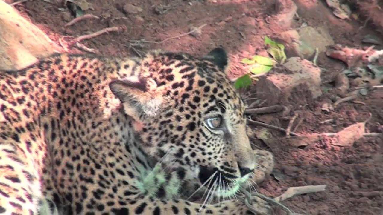 Jaguar se comía a sus chivos; lo captura y lo entrega a Profepa en Nayarit