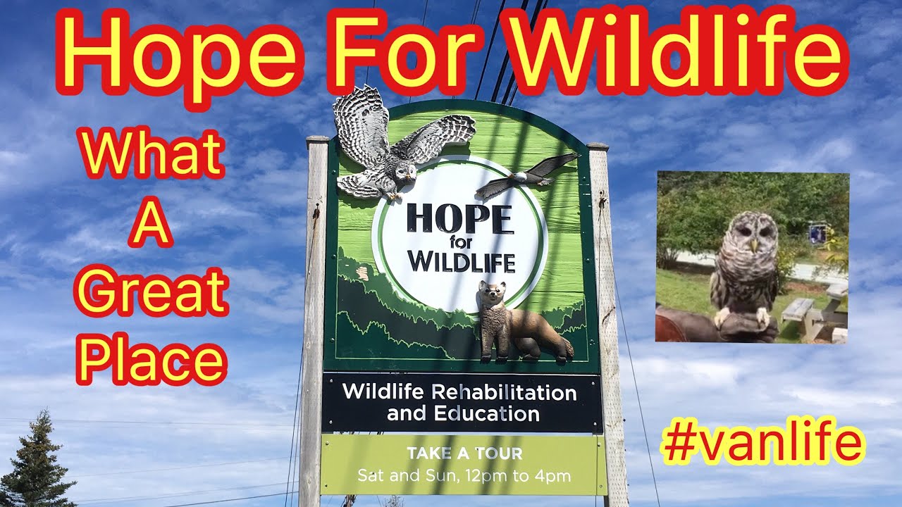 Hope For Wildlife...The Vanlife Visit