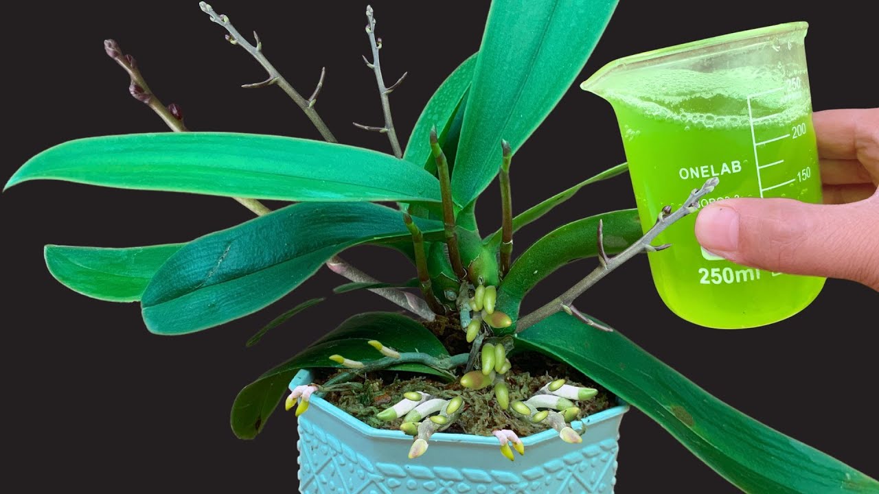Una taza para tu orqu&iacute;dea: muchos nuevos brotes de flores crecer&aacute;n y florecer&aacute;n durante todo el a&ntilde;o.