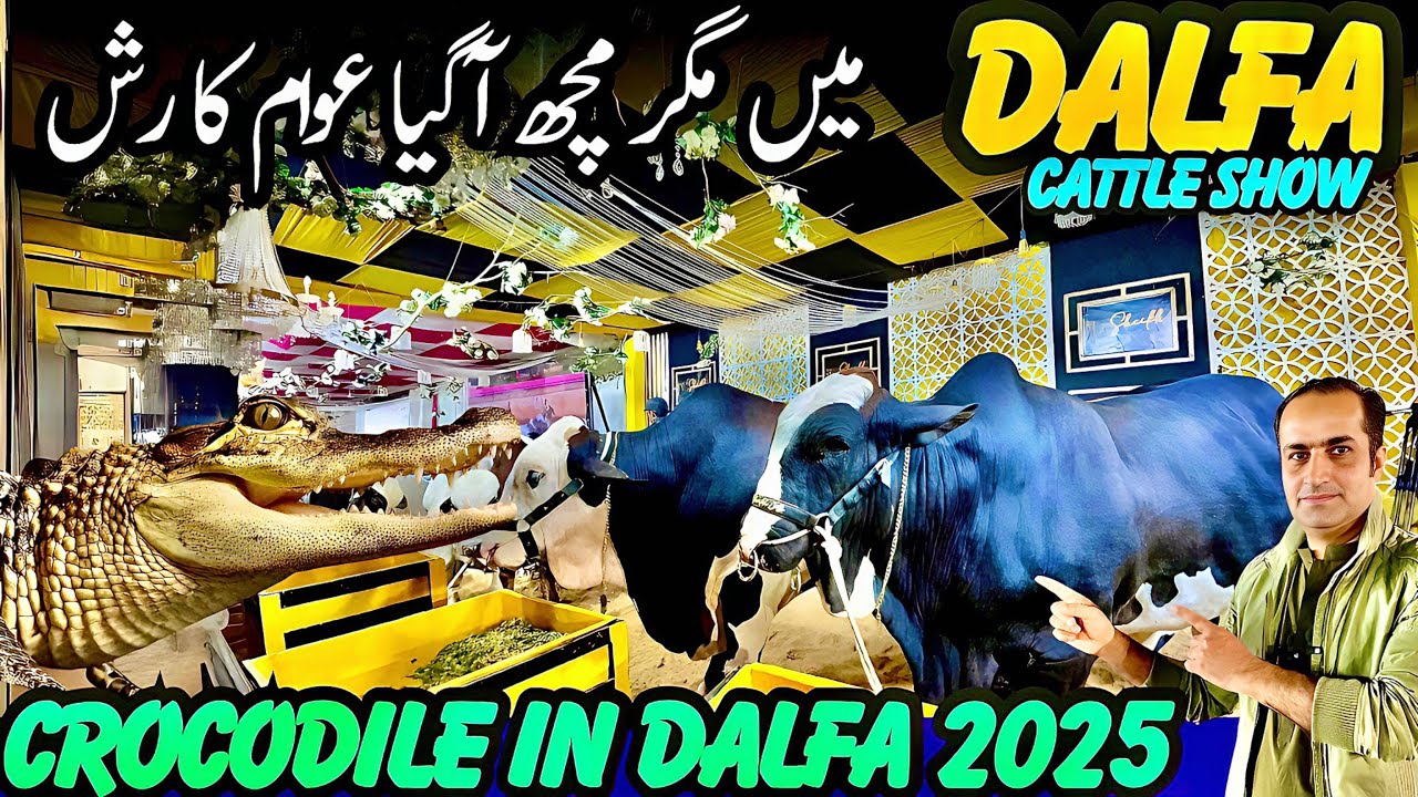 Elegator in Dalfa Cattle Show 2025 Exotic Animals & Birds 🦅 at Expo Center Karachi Today