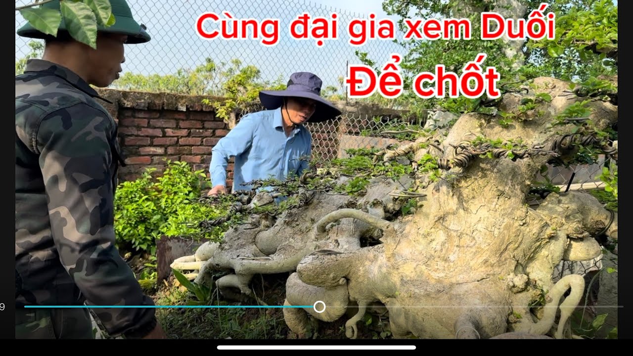 Cùng đại gia đến thăm vườn Duối của nhà vườn Kiên Bùi xem cây để chốt