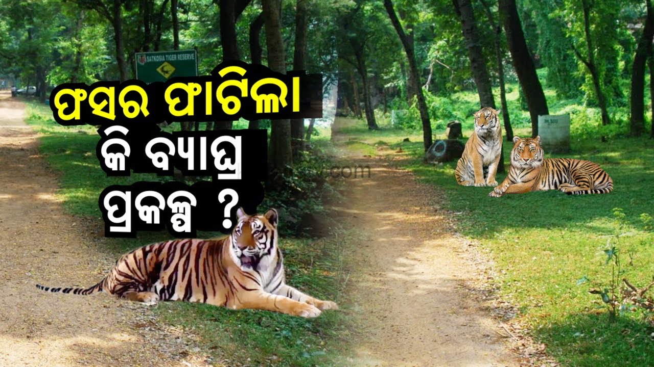 Reporter Special: Tiger Relocation Project Failed In Angul's Satkosia || KalingaTV