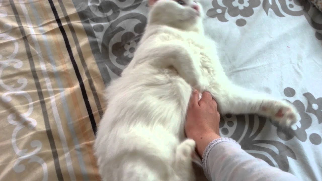 Turkish Van Rolls around and Mews Adorablly