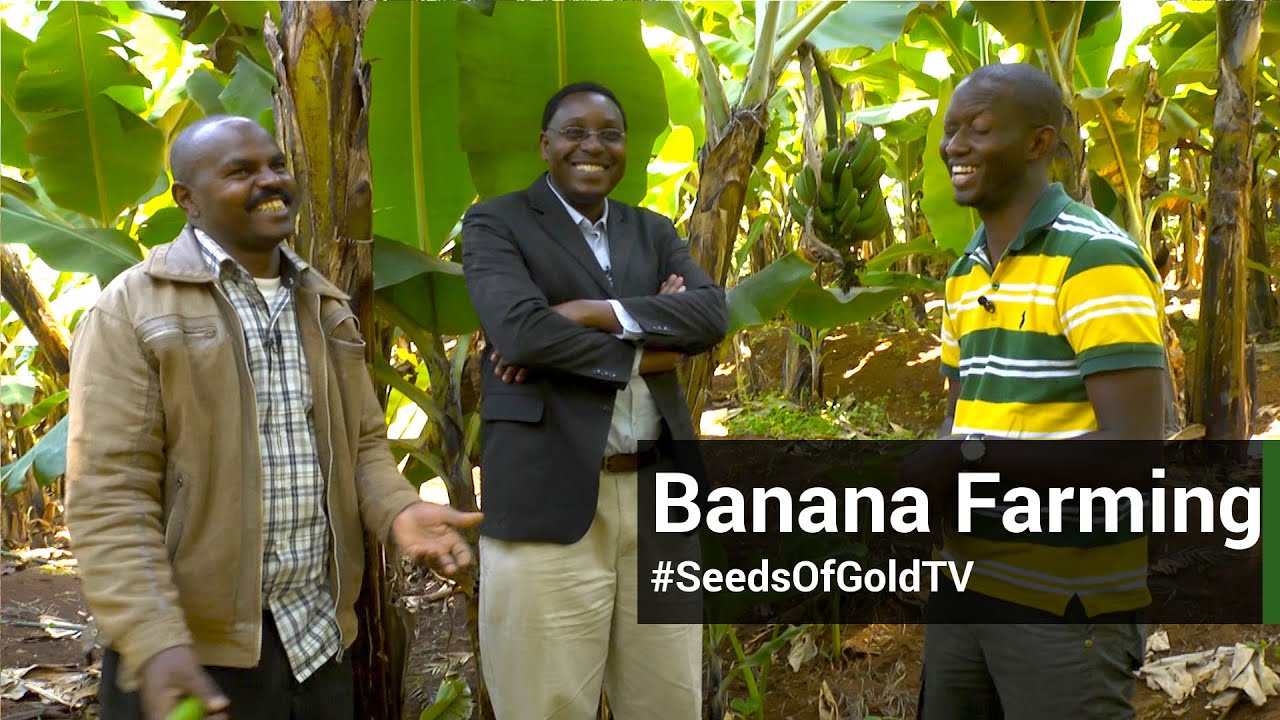 Bananas - Seeds Of Gold TV Season 1 Episode 11
