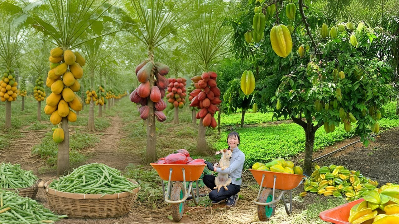 Harvest, Sell, Cook: Starfruit, Red &Yellow Papaya, Yardlong Beans, Grow Vegetables, Raise Livestock