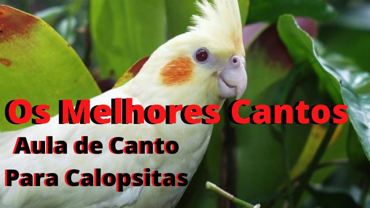 Melhores Cantos Para Ensinar Calopsita   Deixe Sua Calopsita Cantando Muito