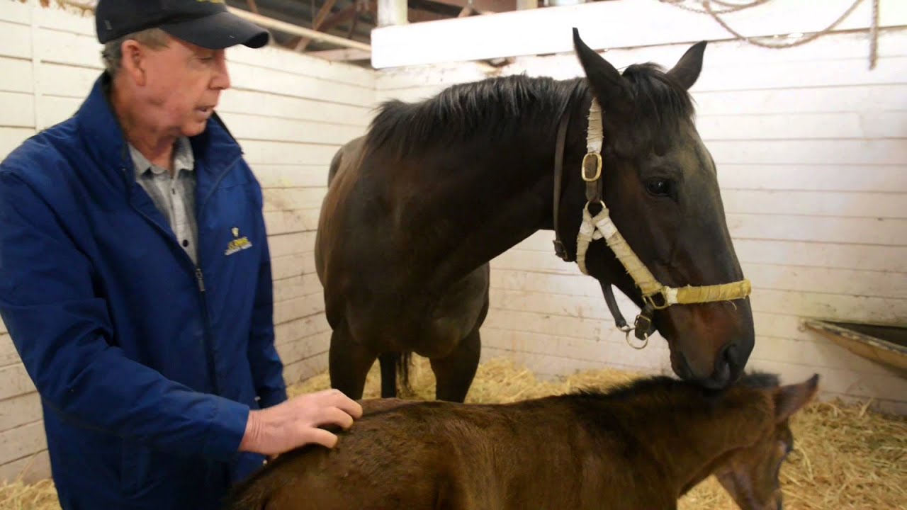 New treatment for foal disorder simulates necessary trigger in birthing process