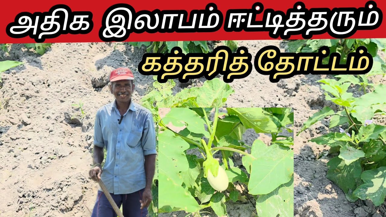 மட்டுவில் முட்டிக் கத்தரித் தோட்டம்