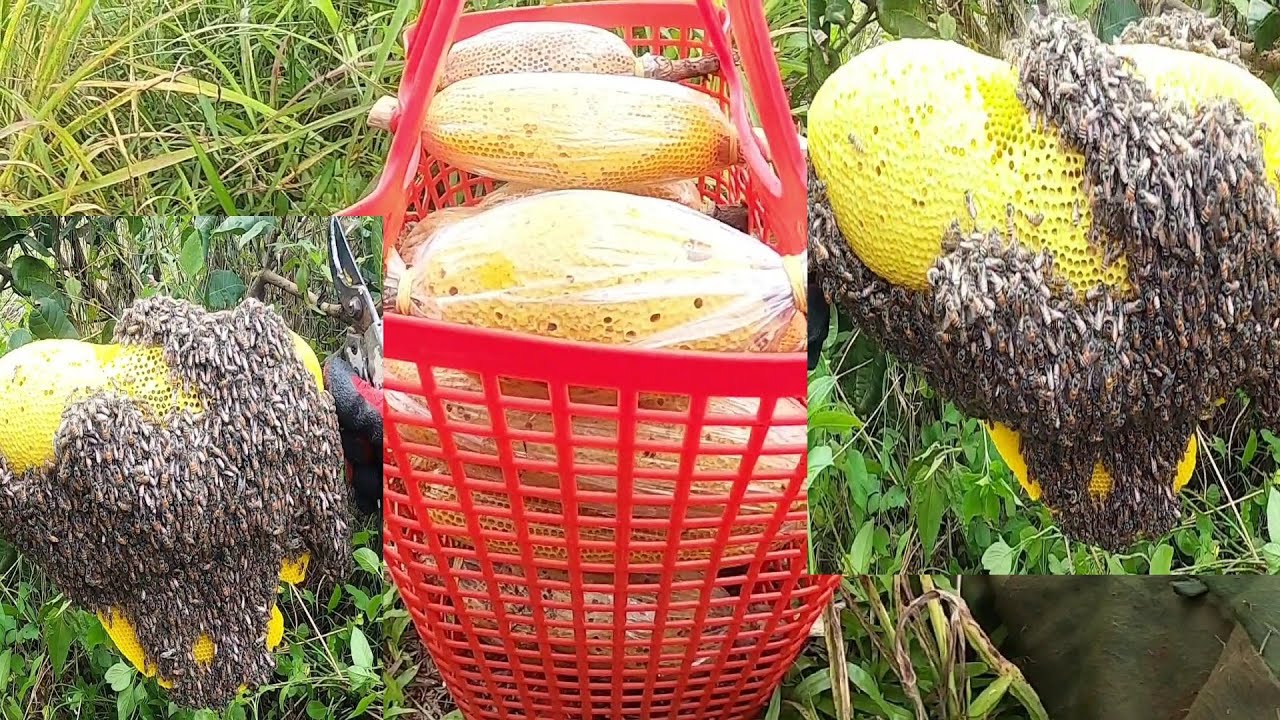 Săn tìm ong ruồi trúng mánh Vào ngay chỗ không ai biết ở Kiến Đức Đắk Nông