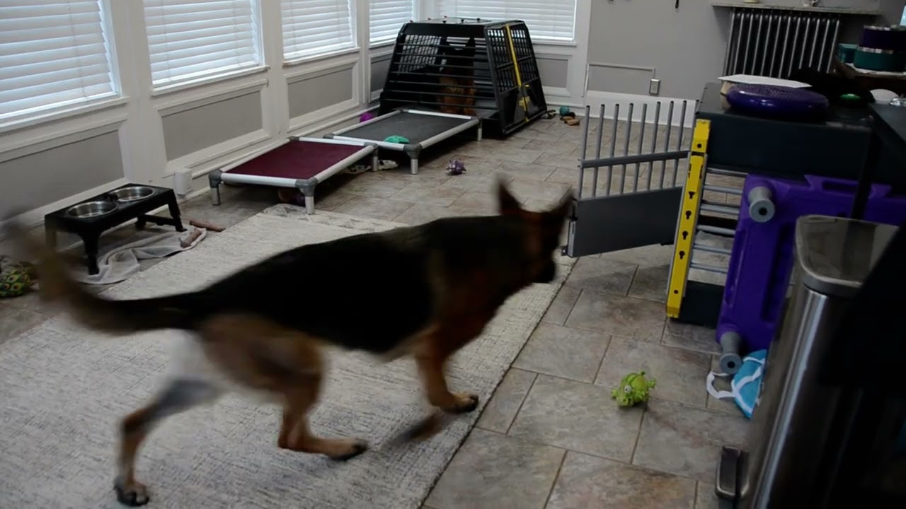 Scarlet's Trick Dog  Novice