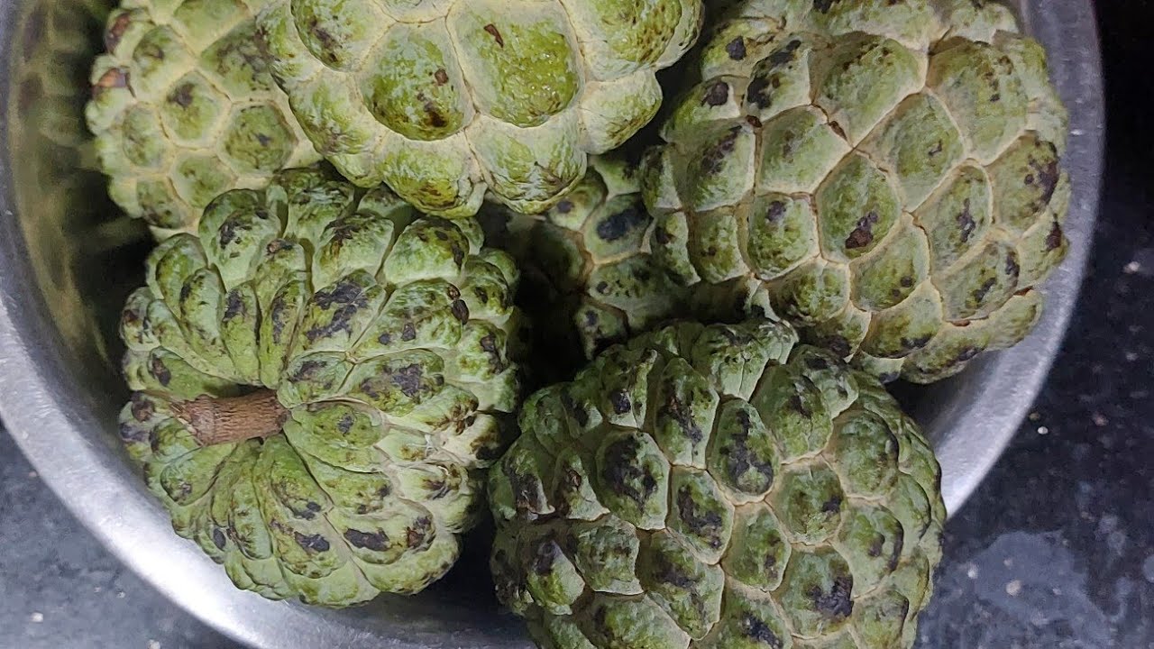 कच्चे सीताफल को पकाने का सही तारिका |sitaphal |custard apple|sitafal|fruit