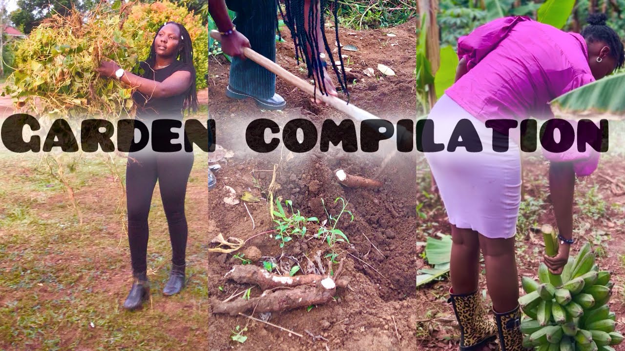 How to Harvest Compilation !Beans and matooke .#subscribe #gardening 