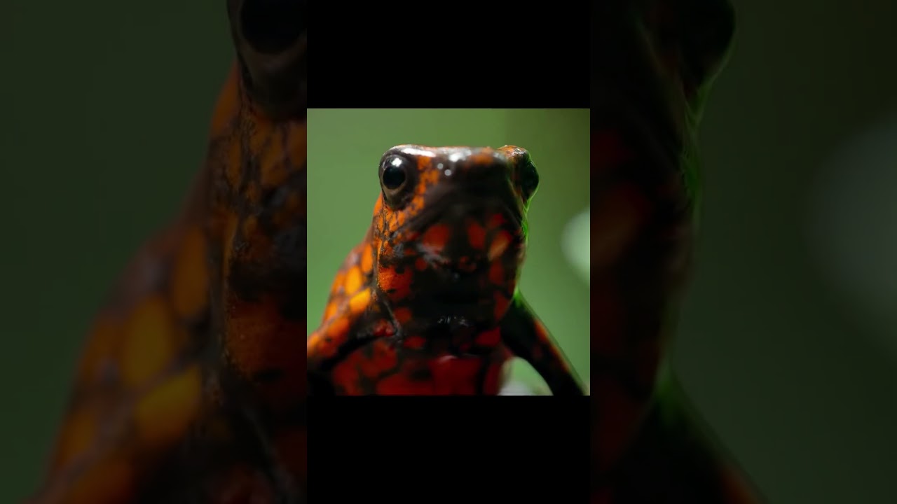 P1 #foryoupage #nature #documentary #shortvideo #foryoupage❤️❤️ #fyp #animals