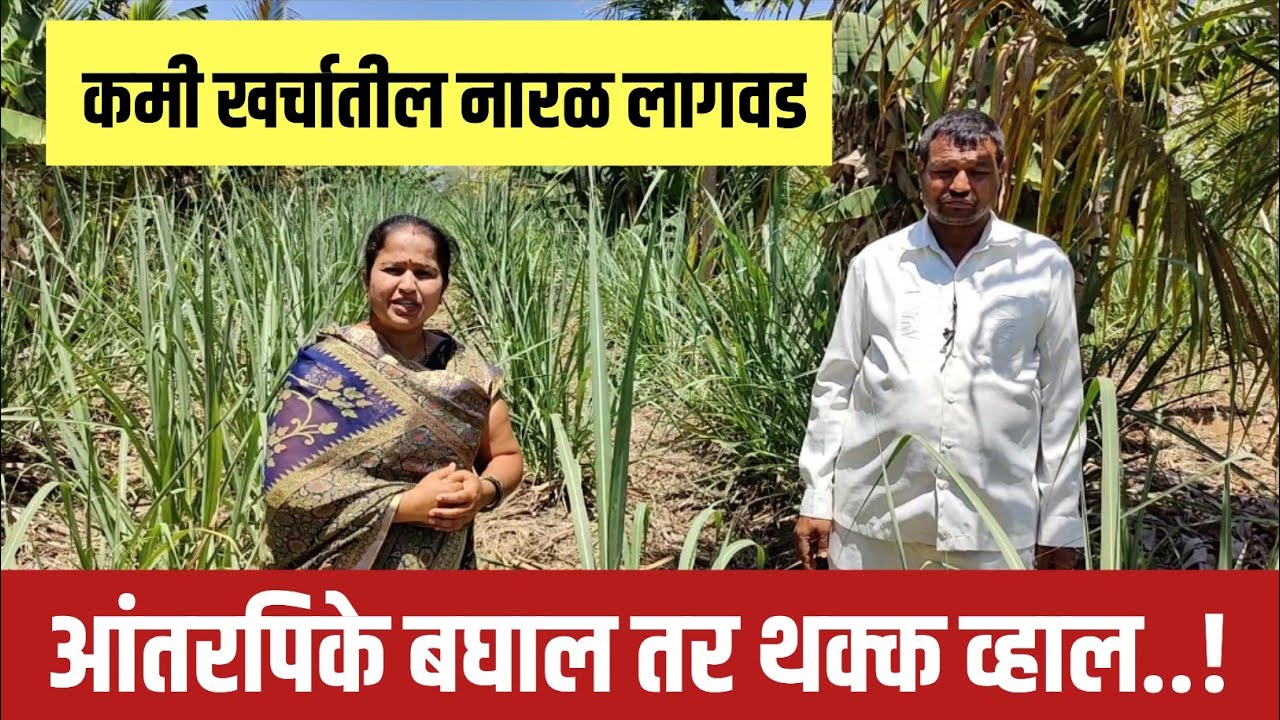 कमी खर्चातील नारळ लागवड | आंतरपीके बघाल तर थक्क व्हाल..!