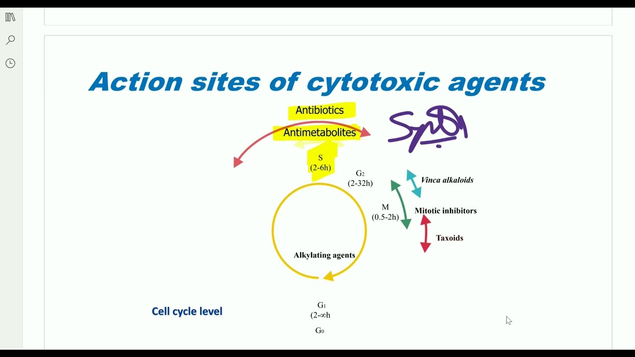 Cell Cycle Anticancer Drugs Cytotoxic Agents شرح بالعربى