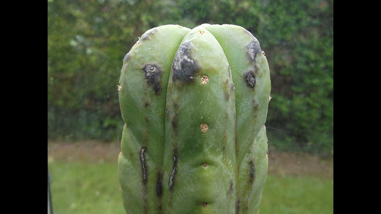 Black spots / pustules / bumps on Trichocereus & other Cereus Cacti and the causes