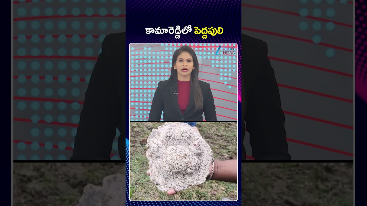 Tiger Roaming in Kamareddy District | కామారెడ్డిలో పెద్దపులి | ZEE Telugu News