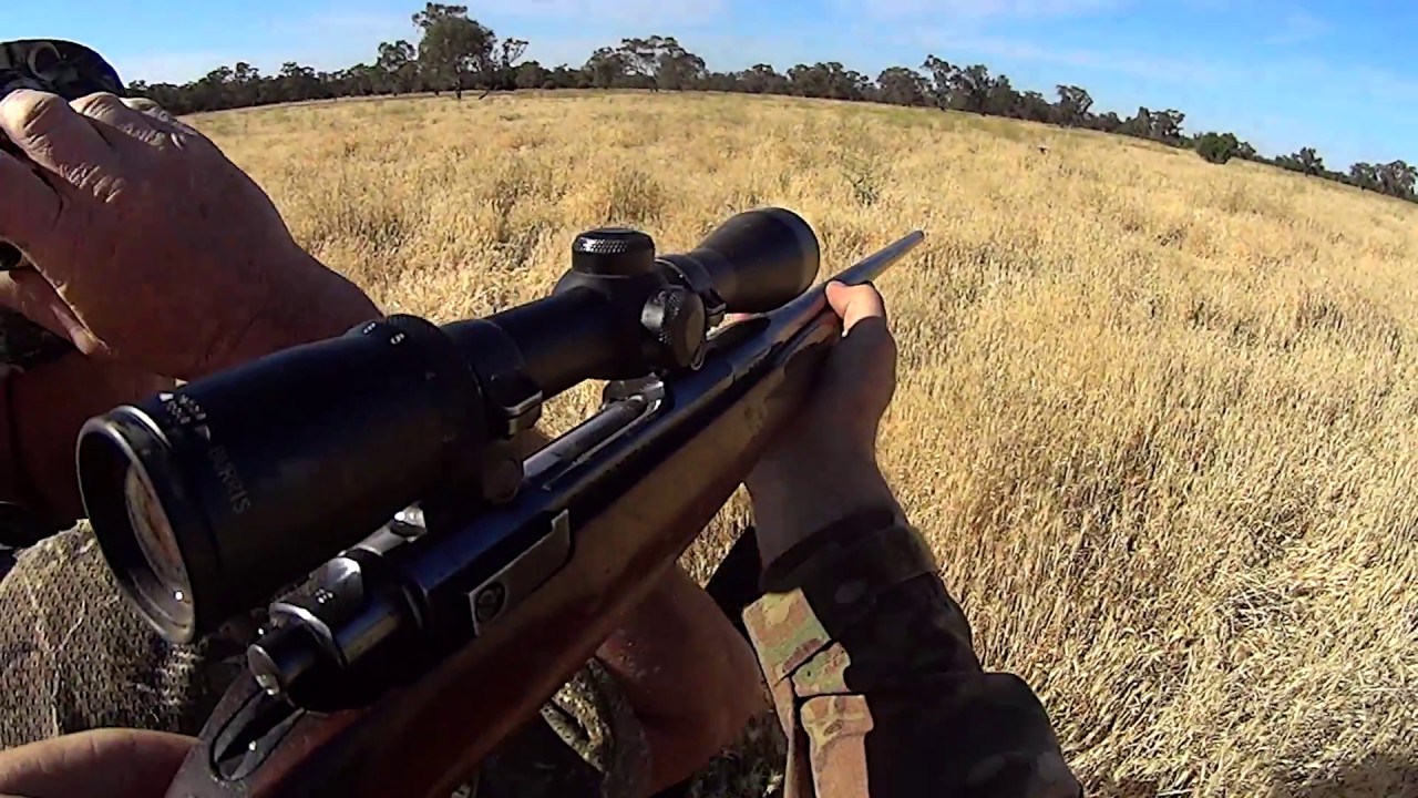 Pigs on the run. Western NSW pig hunt