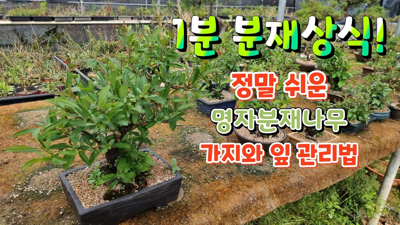 [1분 분재상식] 초보자도 명자분재 쉽게 가지와 잎을  관리하는법  - 새싹분재원TV Sprout Bonsai TV